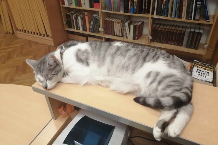 Vesele mačke bibliotekarske ili kako su se mace uselile u biblioteku Milutin Bojić